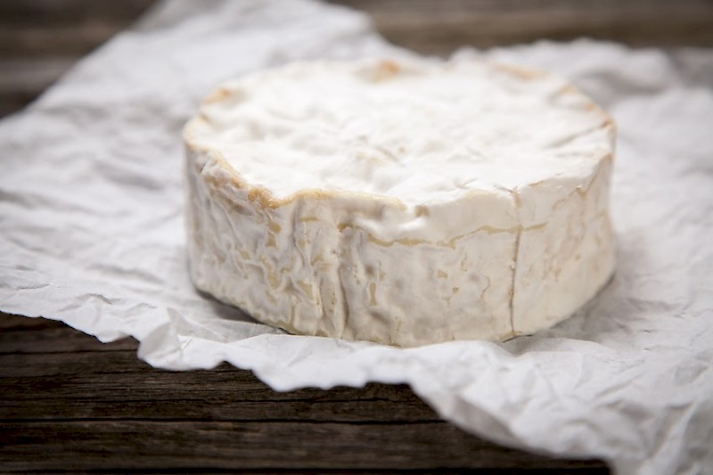 PC TN consiste en une souche de Penicillium camemberti (Penicillium candidum) spécifiquement sélectionnée pour assurer un traitement de surface uniforme et contrôlé dans la production de fromage à croûte fleurie.